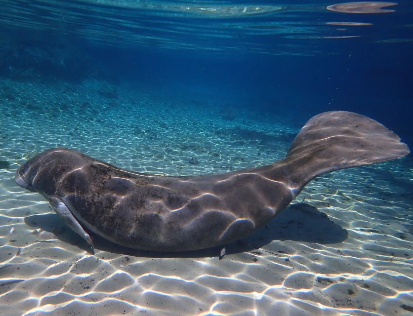 Crystal River: Manatee Swim Group Tour - Is $69 a Good Value?