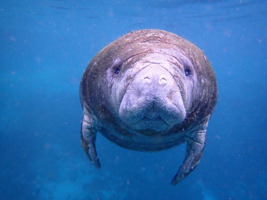 Crystal River: Manatee Swim Group Tour - Who Will Enjoy This Tour Most?