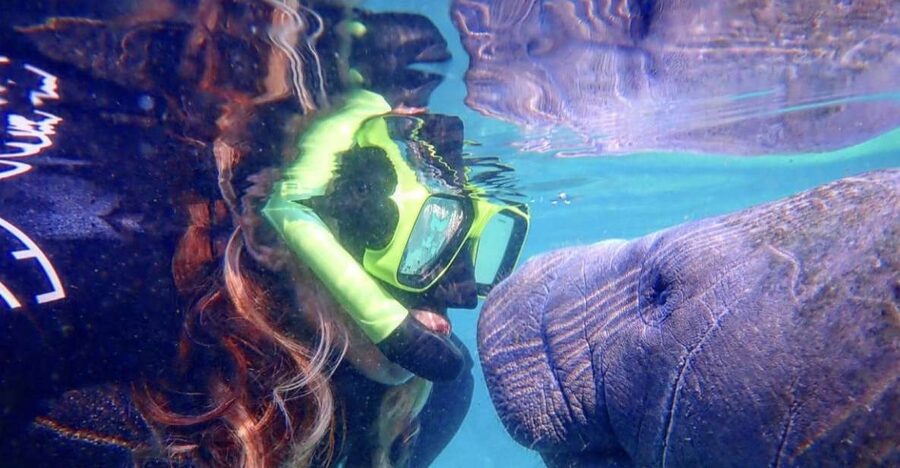 Crystal River: Manatee Swim Group Tour - The Five-Minute Ride to the Dock