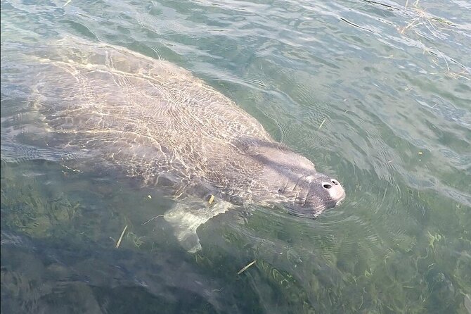 Crystal River Manatee Viewing Cruise - Group size, minimum numbers, and the value question