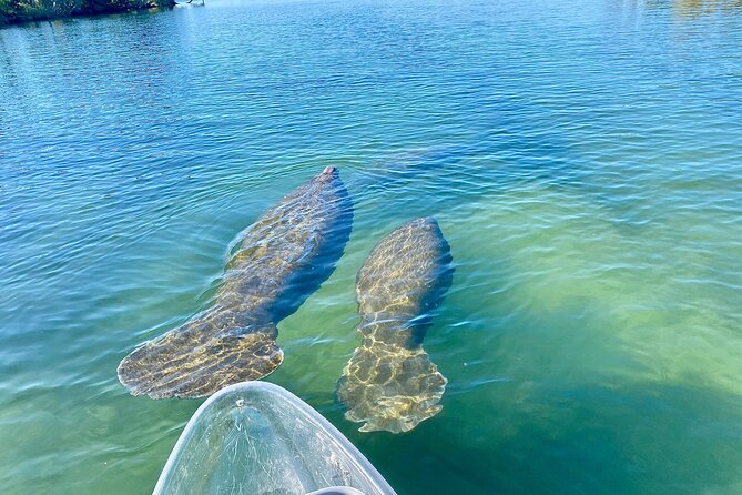 Crystal River Three Sisters Springs and Manatee Clear Kayak Tours - Why the clear kayak changes the view