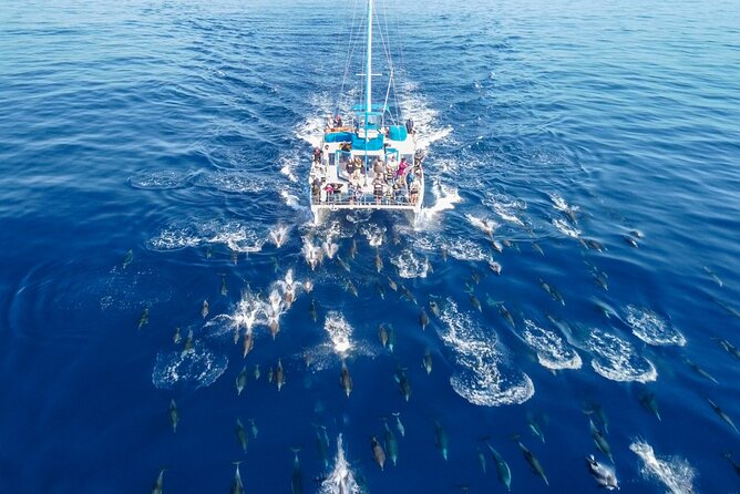 Dana Point Dolphin and Whale Watching with Underwater Viewing - The ride offshore and the search for whales