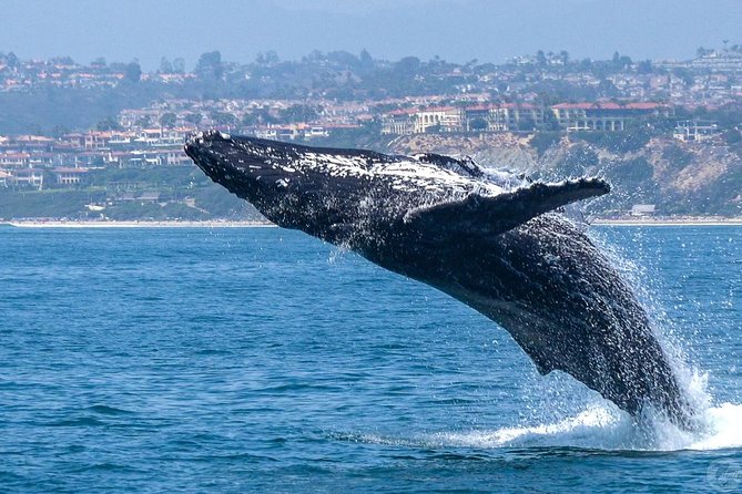 Dana Point Dolphin and Whale Watching with Underwater Viewing - Dolphins at the bow