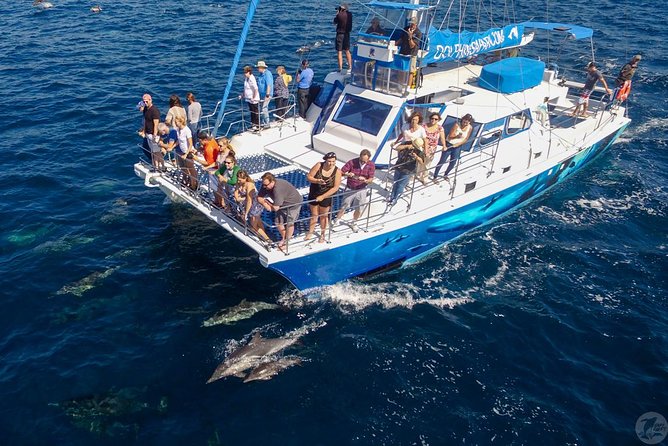 Dana Point Dolphin and Whale Watching with Underwater Viewing - Comfort, timing, and what to bring