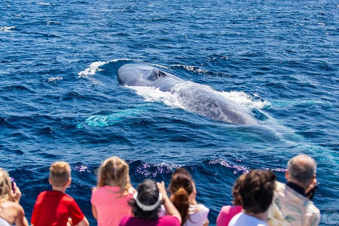 Dana Point Dolphin and Whale Watching with Underwater Viewing - Underwater viewing on Manute’a