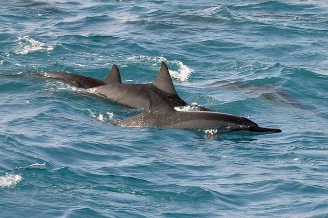 Deluxe Snorkel & Dolphin Watch Aboard a Luxury Catamaran from Kailua-Kona - The slide, jump platform, paddleboards, and floating mats