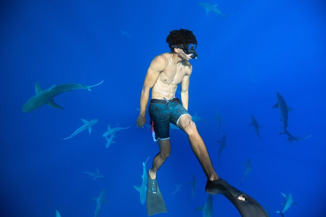 Dive with Sharks in Hawaii: Shark Tour from Haleiwa - A safety briefing that earns its place