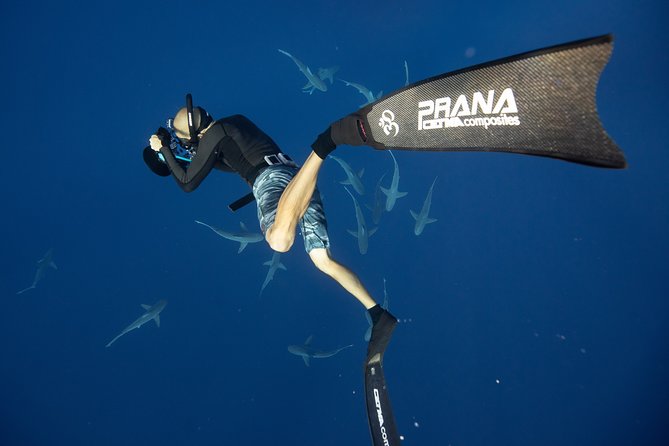 Dive with Sharks in Hawaii: Shark Tour from Haleiwa - Free swimming, safety lines, and comfort in the water