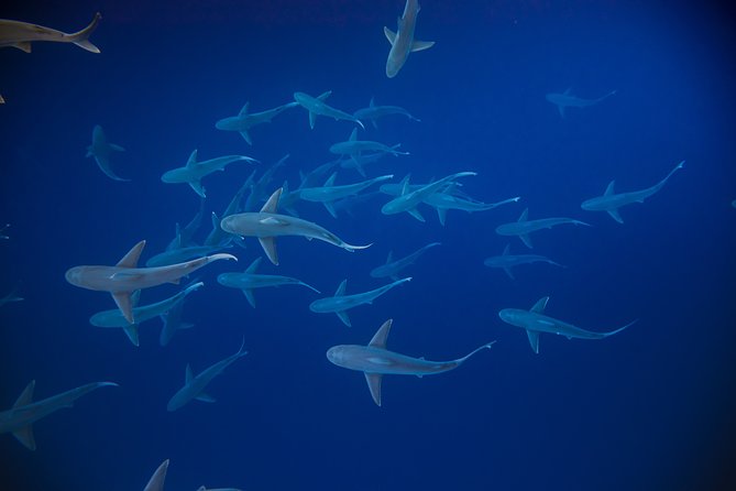Dive with Sharks in Hawaii: Shark Tour from Haleiwa - Beyond sharks: dolphins, turtles, and possible whales