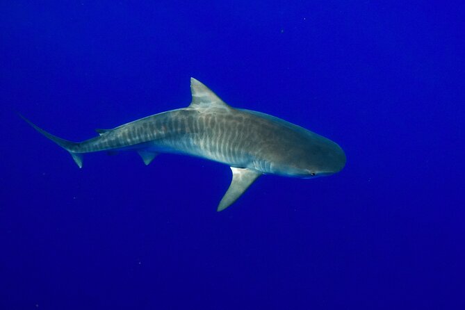Dive with Sharks in Hawaii: Shark Tour from Haleiwa - What the boat day feels like for families and beginners