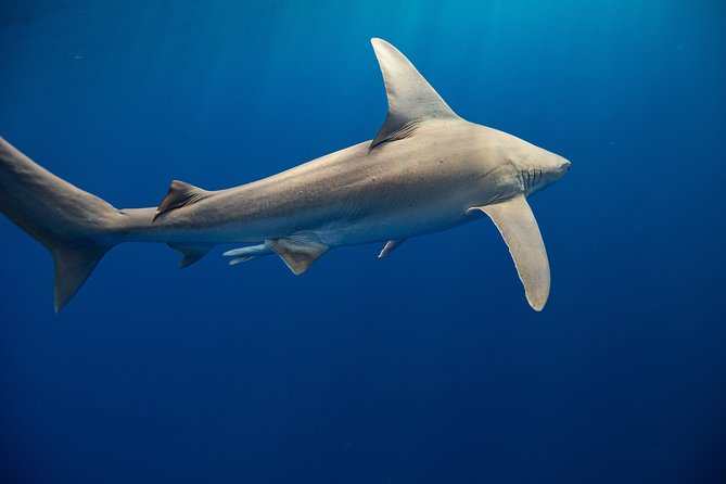 Dive with Sharks in Hawaii: Shark Tour from Haleiwa - Practical planning for the North Shore