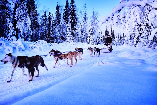 Dog Sledding and Mushing Experience in North Pole - What thirty minutes really includes
