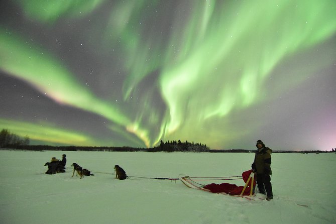 Dog Sledding and Mushing Experience in North Pole - The snow condition issue