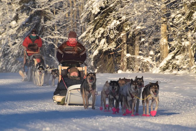 Dog Sledding and Mushing Experience in North Pole - Five miles behind an energetic dog team