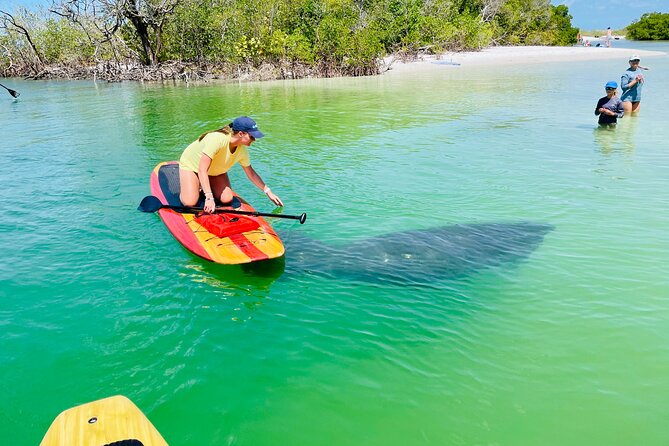 Dolphin and Manatee Adventure Tour of Fort Myers - Key points to know before booking