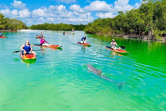 Dolphin and Manatee Adventure Tour of Fort Myers - What this Fort Myers wildlife paddle is really like