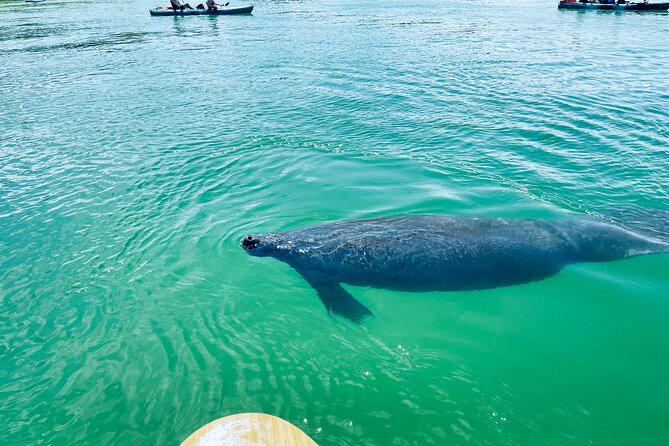 Dolphin and Manatee Adventure Tour of Fort Myers - Mangroves, bay water, and coastal views