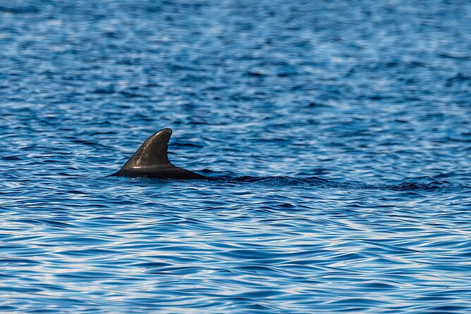 Dolphin and Nature Sunset Cruise from Orange Beach - Sunset, Cocktails, Snacks, and Music