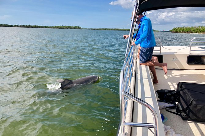 Dolphin and Shelling Cruise for up to 12 people - Mangroves, birds, and the guide’s commentary