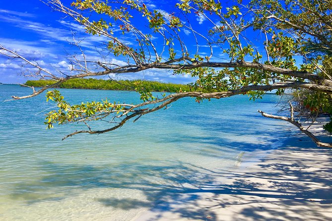 Dolphin and Shelling Cruise for up to 12 people - The barrier island and shelling stop