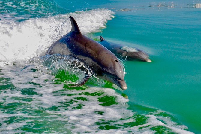 Dolphin and Shelling Cruise for up to 12 people - The value of $109 per person