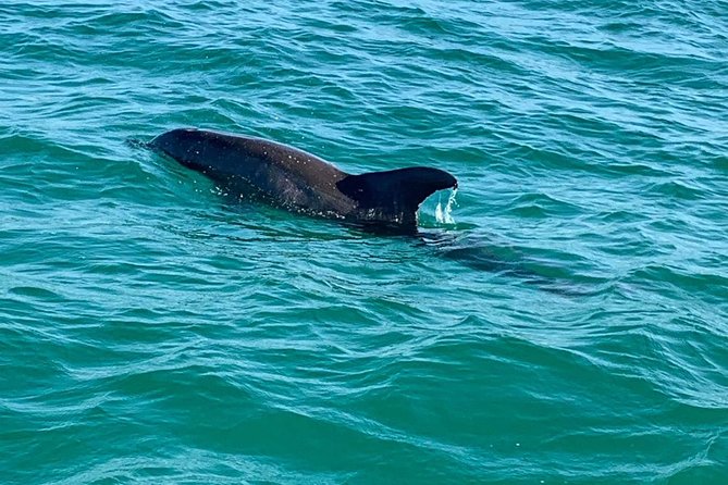 Dolphin Cruise in Destin FL - The crew shapes the experience