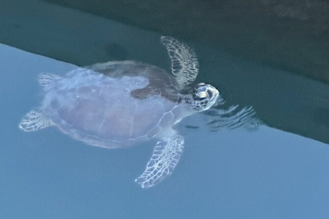 Dolphin, Manatee and SeaTurtle SUP Adventure Tour of St Augustine - Kayak or paddleboard: choose based on comfort