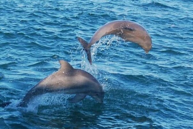 Dolphin & Sunset Cruises - Watching dolphins without a guarantee