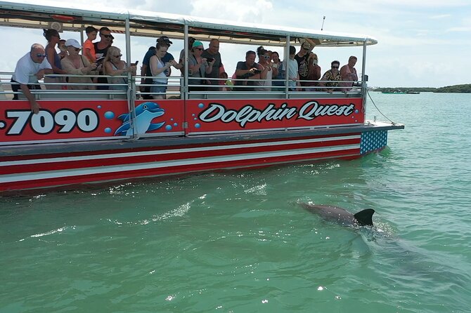 Dolphin Watching/Eco Cruise, John's Pass, Madeira Bch, FL - Key points to know before you book