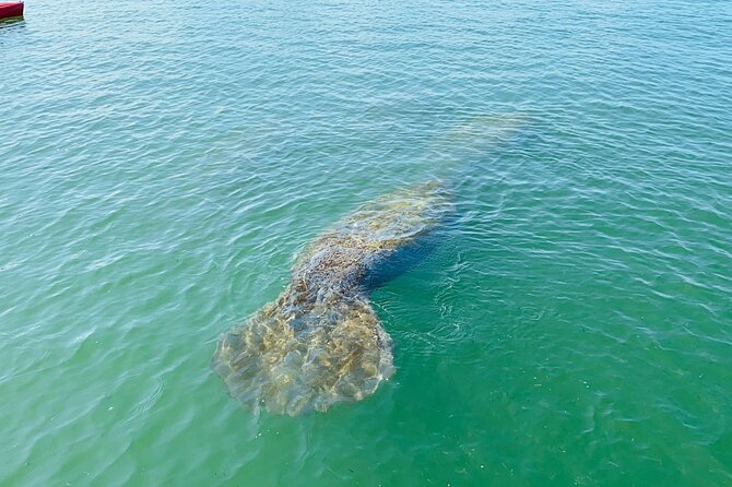 Easy Ride Pedal Kayak Tour Marco Island & Naples (Pedal or Paddle - Value, Cancellation, and Weather