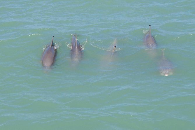 Eco and Dolphin Watch Tour of South Padre Island - Key points to know before boarding