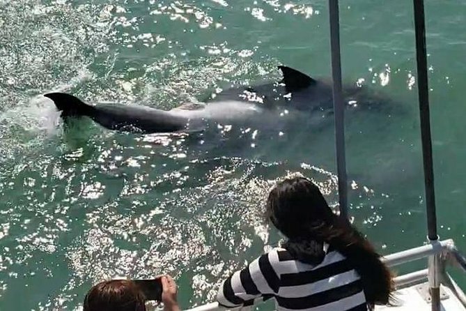 Eco and Dolphin Watch Tour of South Padre Island - A crew-led trip with a personal feel