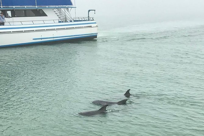 Eco and Dolphin Watch Tour of South Padre Island - Why $19.48 is good value