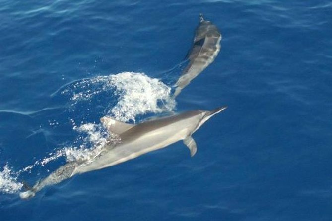 Eco and Dolphin Watch Tour of South Padre Island - Weather, boat changes, and flexibility