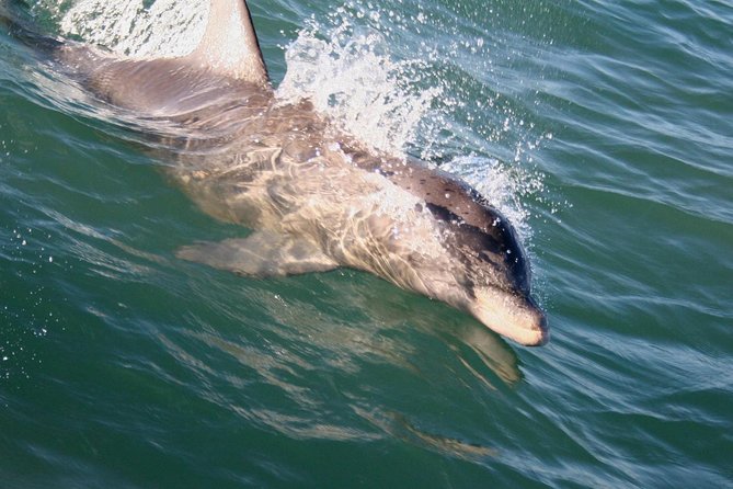 Eco and Dolphin Watch Tour of South Padre Island - The bay route and island sights