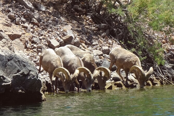 Emerald Cave & Black Canyon Kayak Tour with Vegas Pickup - The guides are a major part of the value