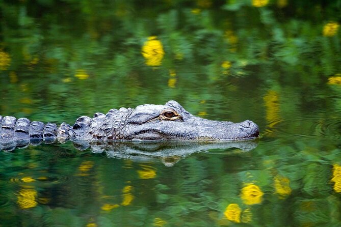 Everglades Airboat Safari Adventure with Transportation - What this Everglades trip really offers