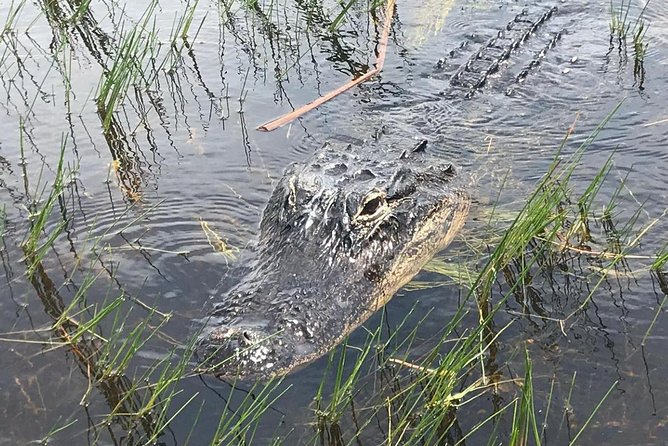 Everglades Airboat Safari Adventure with Transportation - What you may see from the boat