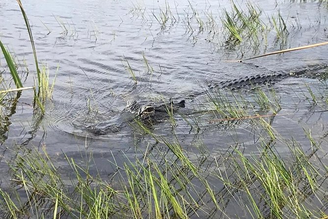 Everglades Airboat Safari Adventure with Transportation - Exhibits, alligator shows, and the close-up encounter