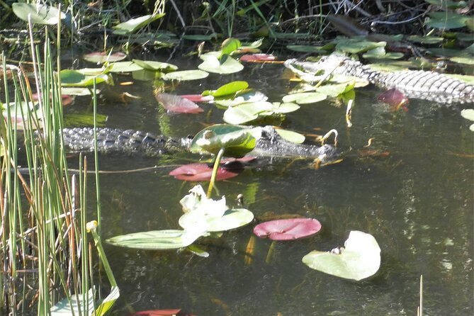 Everglades Airboat Tour from Fort Lauderdale with transportation - Comfort, sound, and what to bring
