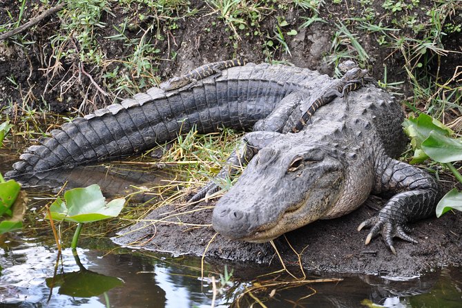 Everglades Airboat, Wildlife Show, and Roundtrip Bus From Miami - Airboat ride: the strongest part of the outing