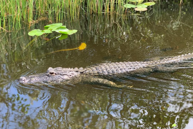 Everglades Airboat, Wildlife Show, and Roundtrip Bus From Miami - Time at the park can feel rushed
