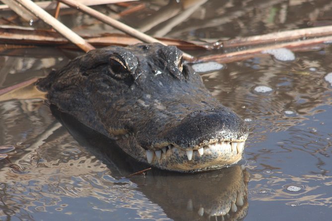 Everglades Day Safari from Ft Lauderdale - What this Fort Lauderdale Everglades tour actually covers