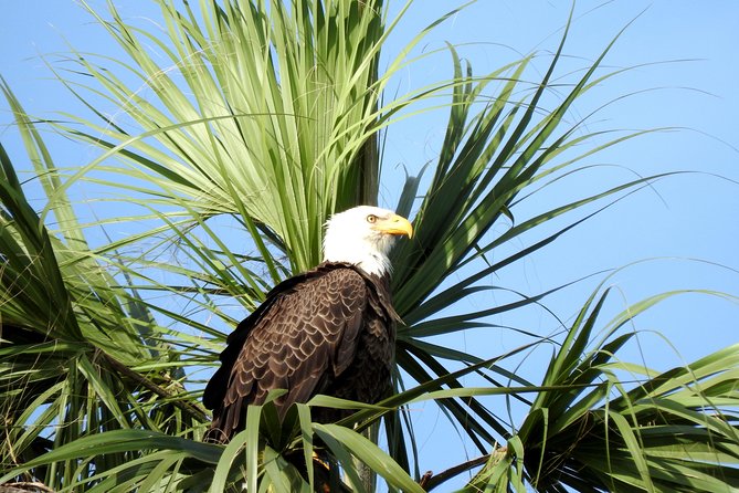 Everglades Day Safari from Ft Lauderdale - Big Cypress National Preserve and the cypress walk