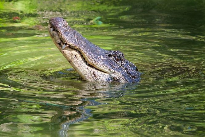 Everglades Day Safari from Ft Lauderdale - The Ten Thousand Islands boat cruise