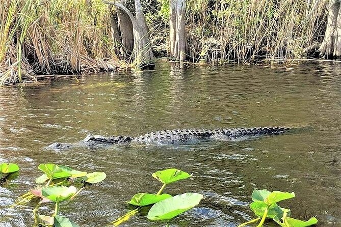 Everglades Holiday Park Airboat Tours & Rides - The strongest part is the human guide