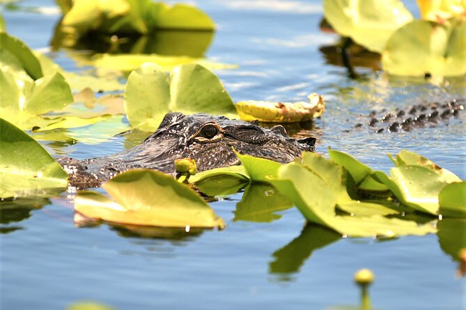 Everglades Holiday Park Airboat Tours & Rides - Busy days, waiting, and group comfort