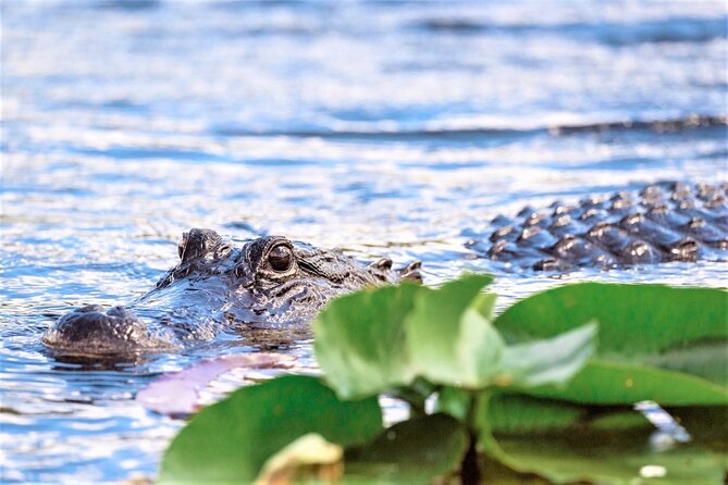 Everglades Holiday Park Airboat Tours & Rides - One hour across the River of Grass