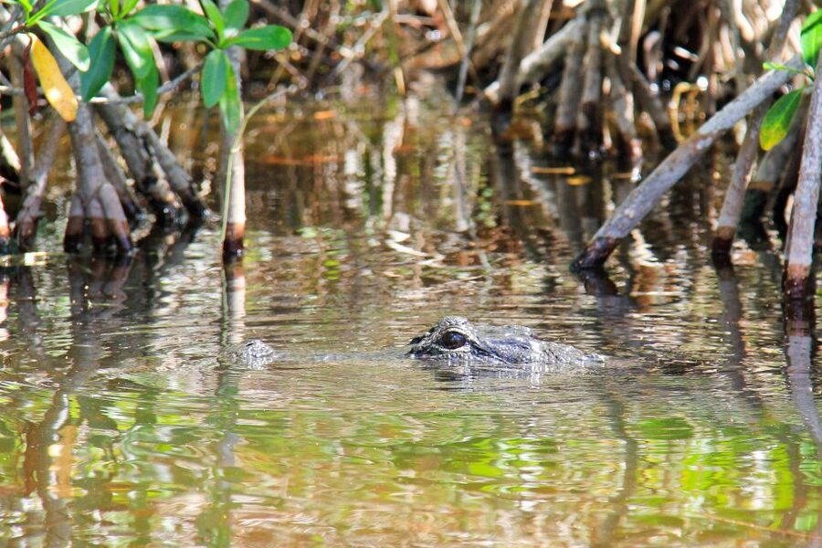 Everglades: Mangrove Maze Airboat Tour and Boardwalk - The Everglades City Boardwalk