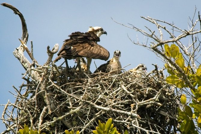 Everglades National Park Biologist Led Adventure: Cruise, Hike + Airboat - The $295 price and what you actually receive